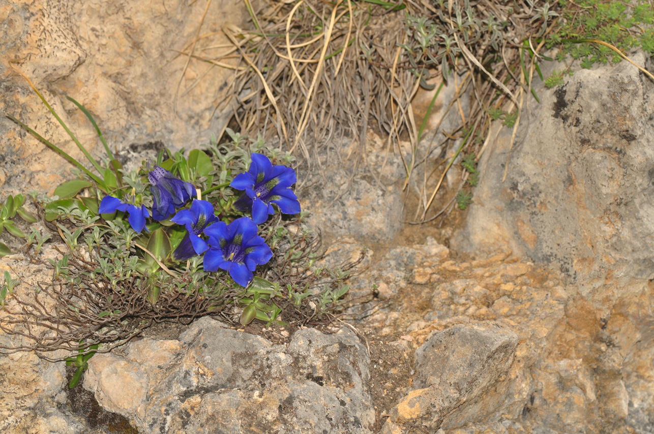 Gentiana occidentalis